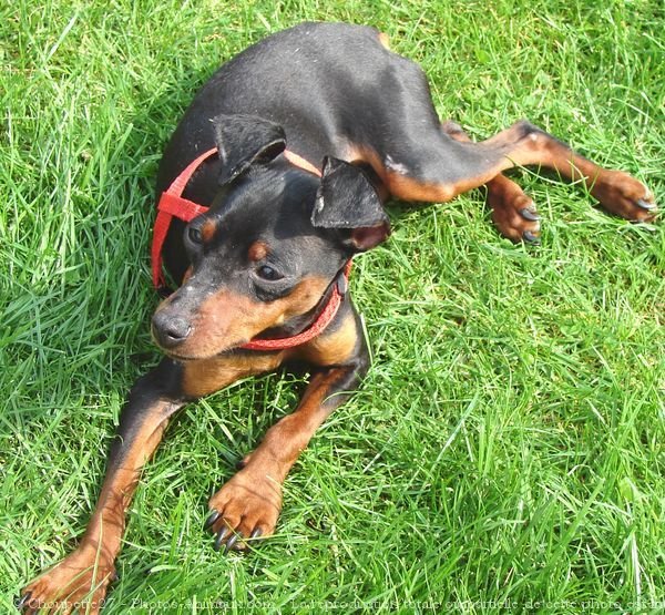 Photo de Pinscher nain