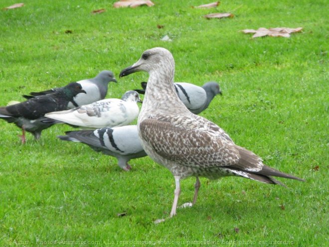 Photo de Mouette