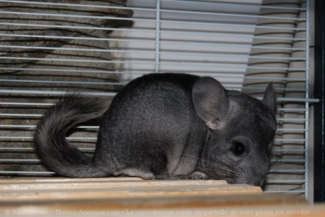 Photo de Chinchilla