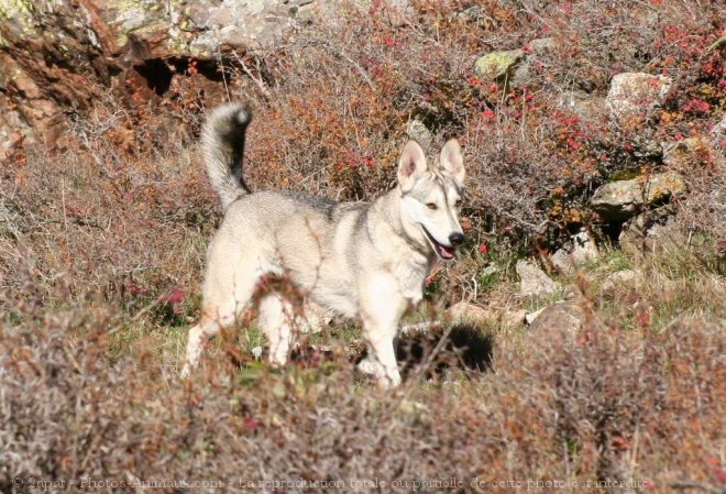 Photo de Husky siberien