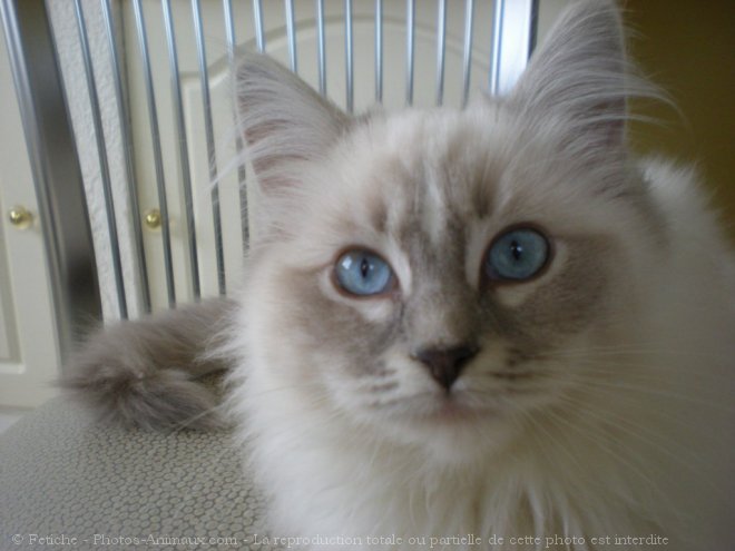 Photo de Ragdoll