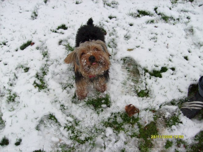 Photo de Yorkshire terrier