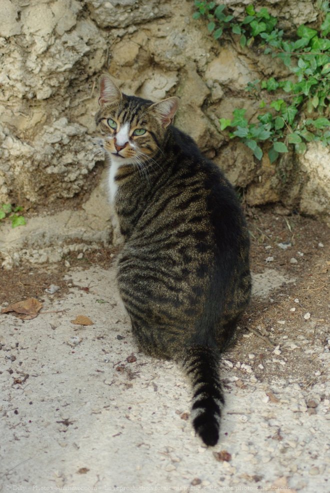 Photo de Chat domestique