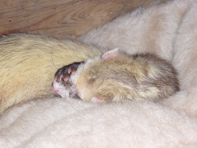 Photo de Furet