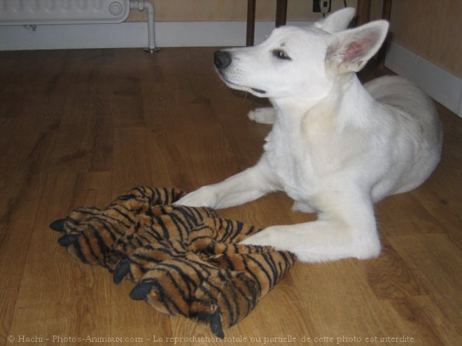 Photo de Berger blanc suisse