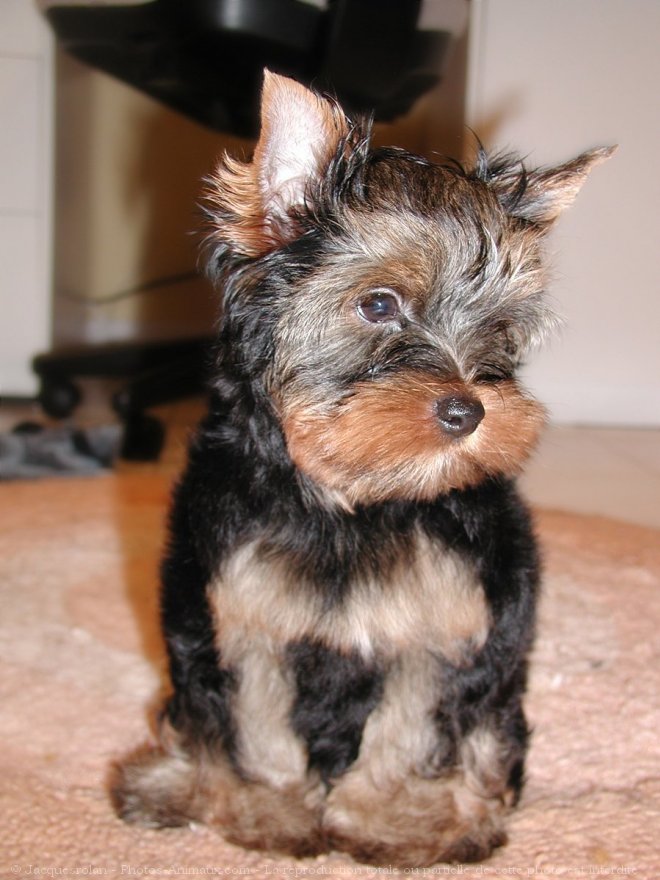 Photo de Yorkshire terrier