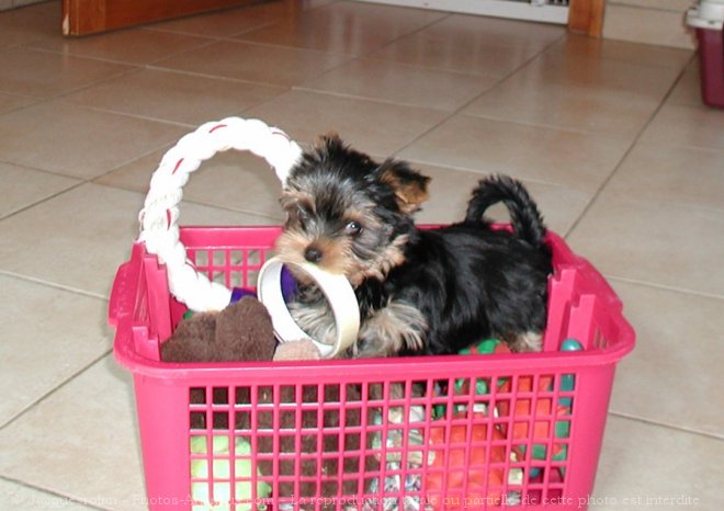 Photo de Yorkshire terrier