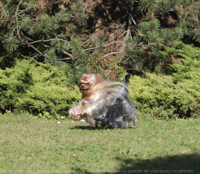 Photo de Yorkshire terrier