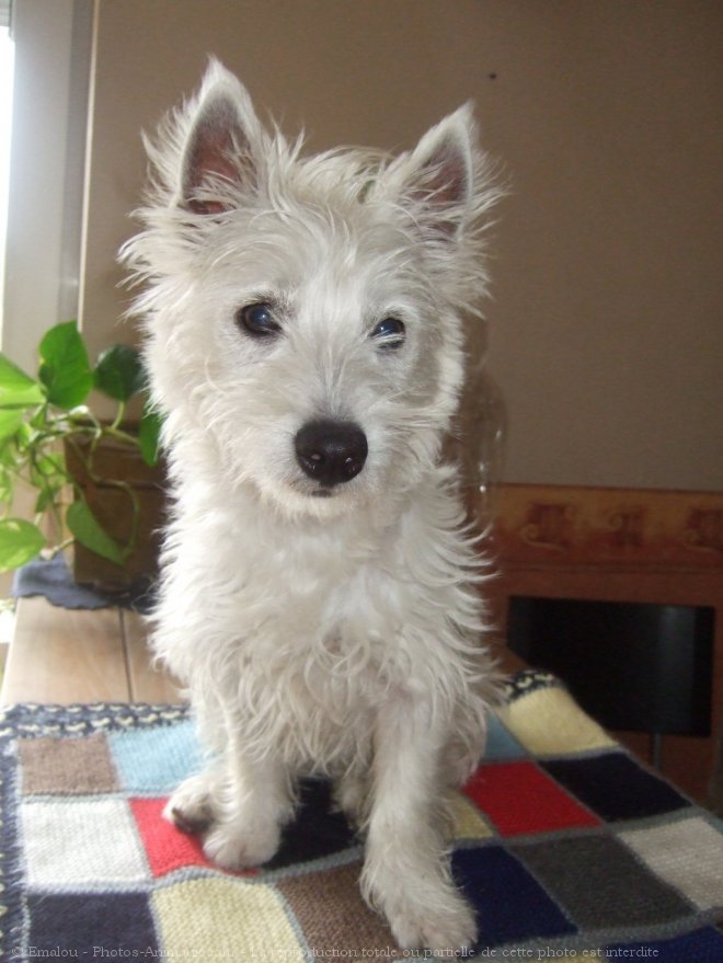 Photo de West highland white terrier