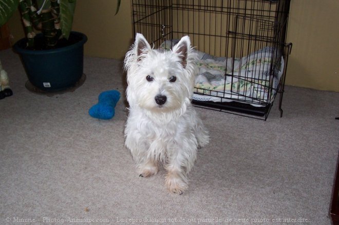 Photo de West highland white terrier