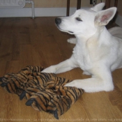 Photo de Berger blanc suisse