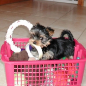 Photo de Yorkshire terrier