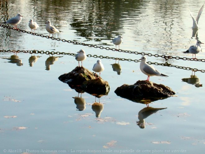 Photo de Mouette