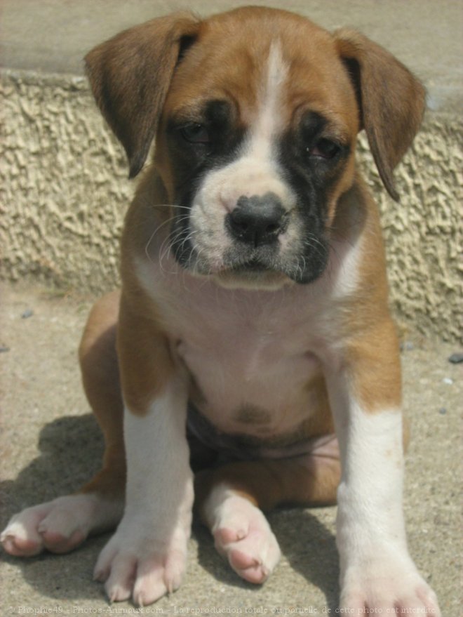 Photo de Boxer