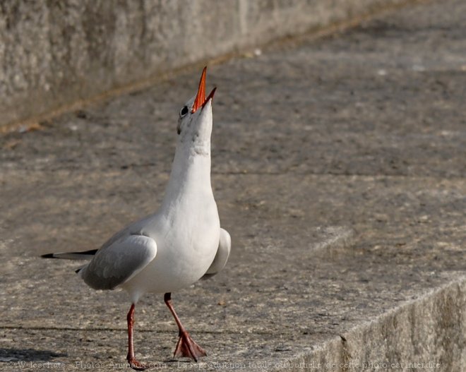 Photo de Mouette