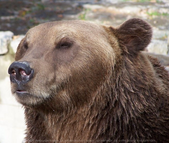 Photo d'Ours