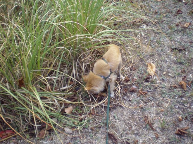 Photo de Chihuahua  poil long