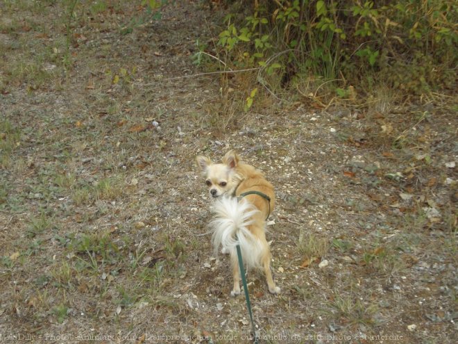 Photo de Chihuahua  poil long