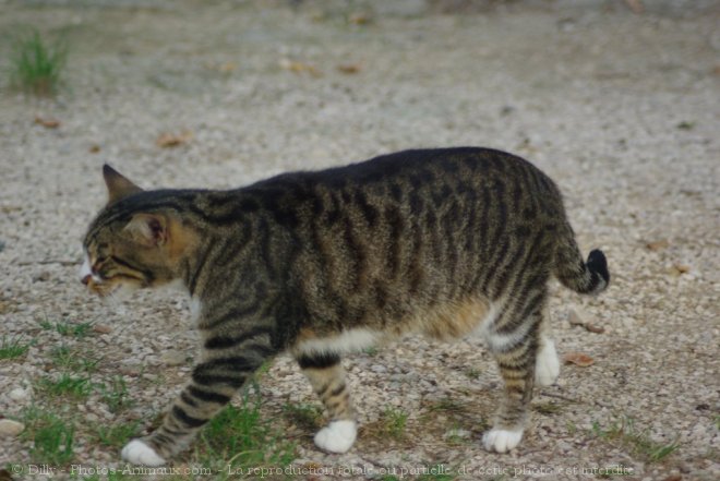 Photo de Chat domestique