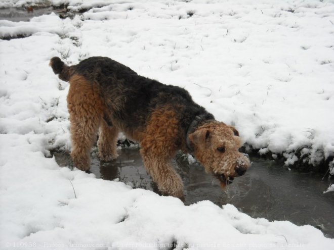 Photo d'Airedale terrier