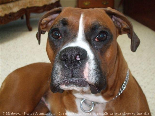 Photo de Boxer