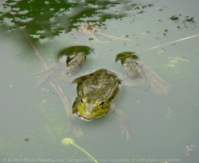 Photo de Grenouille