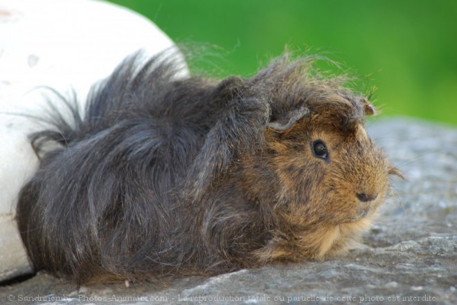 Photo de Cochon d'inde - pruvien