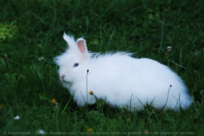 Photo de Lapin