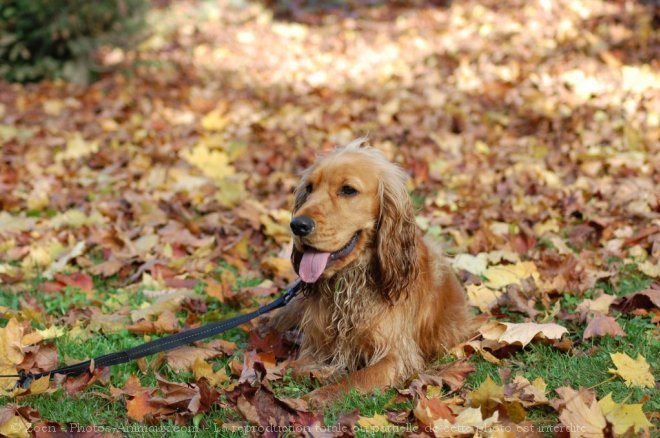 Photo de Cocker anglais