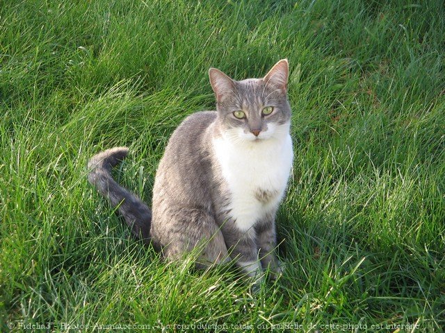 Photo de Chat domestique