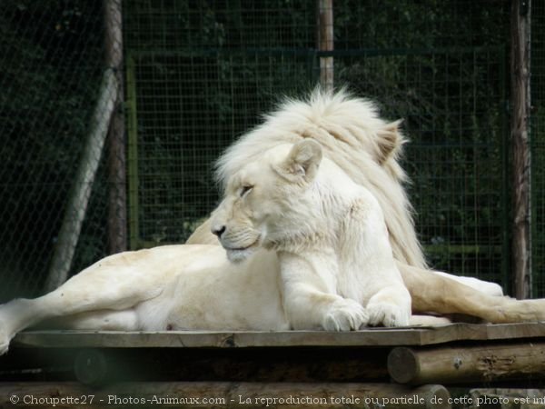 Photo de Lion