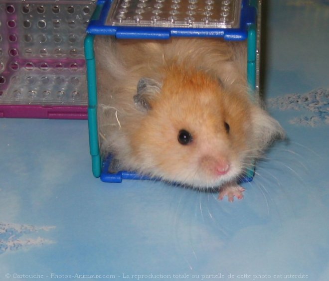 Photo de Hamster