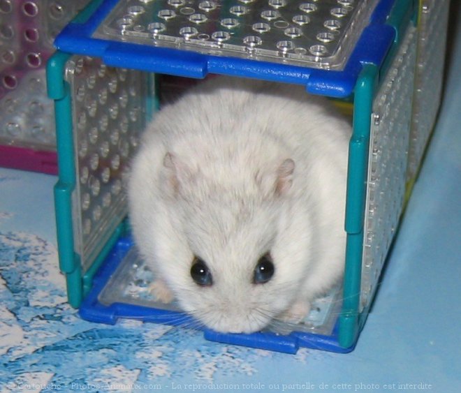 Photo de Hamster