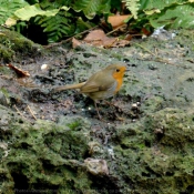 Photo de Rouge gorge