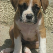 Photo de Boxer