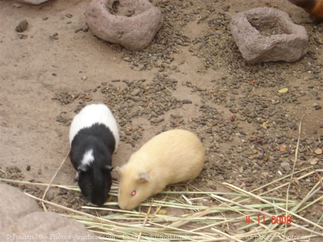 Photo de Cochon d'inde - races diffrentes