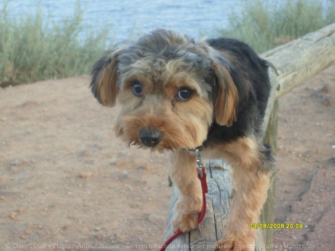 Photo de Yorkshire terrier