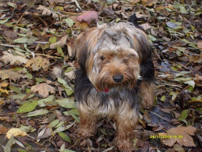 Photo de Yorkshire terrier