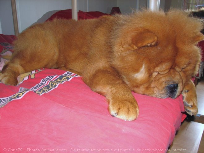 Photo de Chow chow