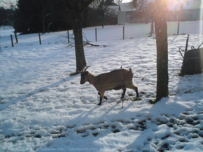 Photo de Chvre