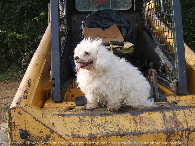 Photo de Bichon maltais