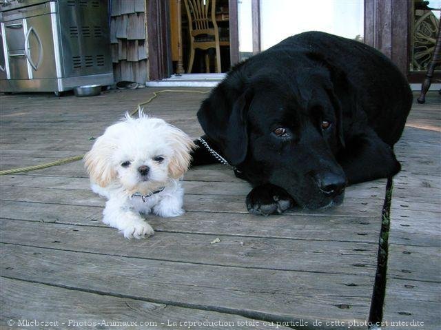 Photo de Races diffrentes