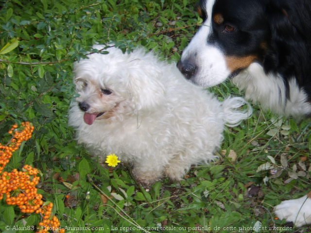 Photo de Races diffrentes