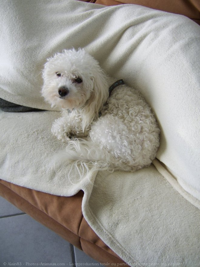 Photo de Bichon  poil fris