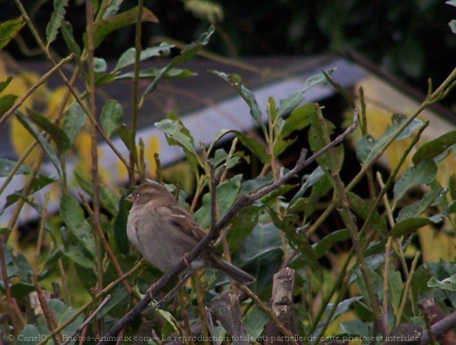 Photo de Moineau