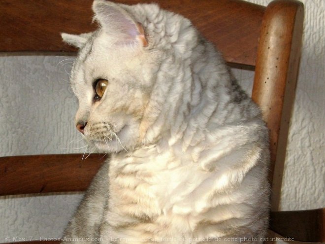 Photo de Selkirk rex poil court