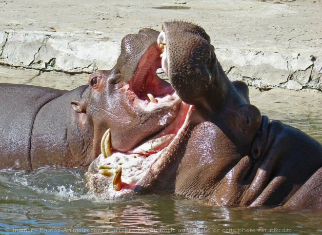 Photo de Hippopotame