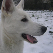 Photo de Berger blanc suisse