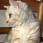 Photo de Selkirk rex poil court