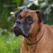 Photo de Boxer